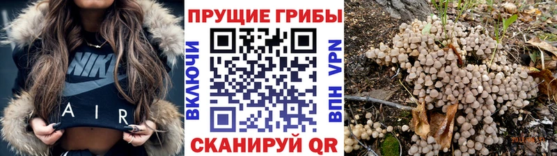 omg зеркало  магазин продажи наркотиков  нарко площадка как зайти  Галлюциногенные грибы Magic Shrooms  Вологда 